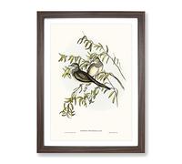 Peaceful Ground Dove Birds By Elizabeth Gould Vintage Framed Print | A2 Walnut Framed Wall Art | Ready to Hang | Classic Animal Picture | Living Room Bedroom Lounge Office