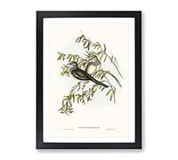 Peaceful Ground Dove Birds By Elizabeth Gould Vintage Framed Print | A4 Black Framed Wall Art | Ready to Hang | Classic Animal Picture | Living Room Bedroom Lounge Office