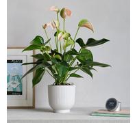 Peach Anthurium Potted House Plant and Candle Bundle