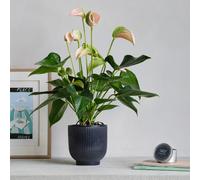 Peach Anthurium Potted House Plant and Candle Bundle