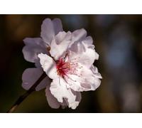 Peach blossoms-2000-Piece Puzzle for Adults: Educational, Excellent Assembly Gift for Family and Friends (14 years+)