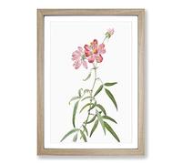 Peach-leafed Roses in Pink by Pierre-Joseph Redoute Framed Print | A2 Oak Framed Wall Art | Ready to Hang | Modern Nature Picture | Living Room Bedroom Lounge Office