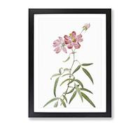 Peach Leafed Roses In Pink By Pierre Joseph Redoute Vintage Framed Print | A4 Black Framed Wall Art | Ready to Hang | Classic Nature Picture | Living Room Bedroom Lounge Office