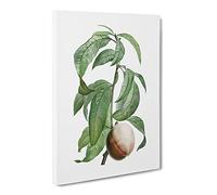 Peach On A Branch By Pierre Joseph Redoute Canvas Print | Gallery Wrapped 30mm Frame Wall Art | 24x16 inches | Ready to Hang | Retro Still Life Picture | Living Room Bedroom Lounge Office