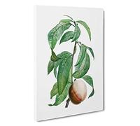 Peach on a Branch by Pierre-Joseph Redoute Canvas Print | Gallery Wrapped 30mm Frame Wall Art | 30x20 inches | Ready to Hang | Modern Still Life Picture | Living Room Bedroom Lounge Office