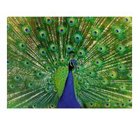 Ravensburger Peacock 500 Piece Jigsaw Puzzle for Adults Age 10 Years Up