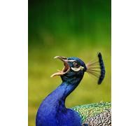 Peacock-5000-Piece Classic Wooden Puzzle for Adults - DIY 3D Modern Home Decor Puzzle (14 years+)