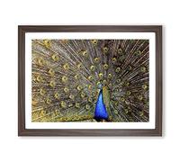 Peacock Bird 4 Modern Framed Print | A4 Walnut Framed Wall Art | Ready to Hang | Modern Animal Picture | Living Room Bedroom Lounge Office