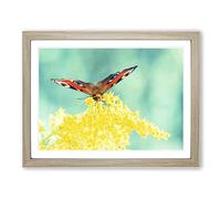Peacock Butterfly Yellow Flower Modern Framed Print | A3 Oak Framed Wall Art | Ready to Hang | Modern Floral Picture | Living Room Bedroom Lounge Office