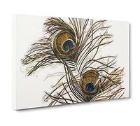 Peacock Feather Illustration Canvas Print | Gallery Wrapped 30mm Frame Wall Art | 20x14 inches | Ready to Hang | Retro Picture | Living Room Bedroom Lounge Office