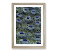 Peacock Feathers Framed Print | A2 Oak Framed Wall Art | Ready to Hang | Modern Animal Picture | Living Room Bedroom Lounge Office