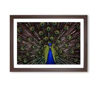 Peacock Framed Print | A2 Walnut Framed Wall Art | Ready to Hang | Modern Animal Picture | Living Room Bedroom Lounge Office