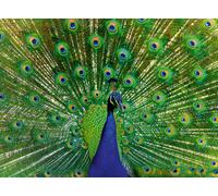 Ravensburger Peacock 500 Piece Jigsaw Puzzle for Adults Age 10 Years Up