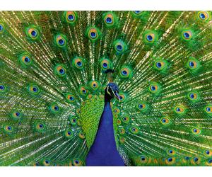 Peacock - Highlight Puzzle - Colorful Animals