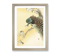Peacock On A Cherry Blossom Tree By Ohara Koson Asian Japanese Framed Print | A2 Oak Framed Wall Art | Ready to Hang | Asian Floral Picture | Living Room Bedroom Lounge Office