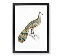 Peacock-Pheasant by John Edward Gray Framed Print | A2 Black Framed Wall Art | Ready to Hang | Modern Animal Picture | Living Room Bedroom Lounge Office