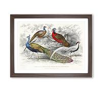 Peacock & Pheasants By Oliver Goldsmith Vintage Framed Print | A4 Walnut Framed Wall Art | Ready to Hang | Classic Animal Picture | Living Room Bedroom Lounge Office