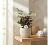 Peacock Plant (Calathea Makoyana) - 21Cm Pot, Approx. 70Cm