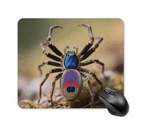 Peacock Spider Mouse Pad Cute Square Mouse Mat Leather Non-Slip Rubber Base Mousepad Waterproof Computer Mouses Pad for Laptop Wireless Mouses Keyboard Home Office 25 * 30cm