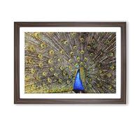 Peacock Vol.1 Painting Framed Print | A2 Walnut Framed Wall Art | Ready to Hang | Modern Animal Picture | Living Room Bedroom Lounge Office