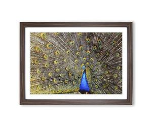 Peacock Vol.1 Painting Framed Print | A2 Walnut Framed Wall Art | Ready to Hang | Modern Animal Picture | Living Room Bedroom Lounge Office
