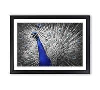 Peacock with its Feathers Spread Framed Print | A2 Black Framed Wall Art | Ready to Hang | Modern Animal Picture | Living Room Bedroom Lounge Office