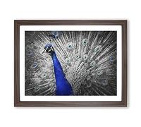 Peacock With Its Feathers Spread Modern Art Framed Print | A4 Walnut Framed Wall Art | Ready to Hang | Modern Animal Picture | Living Room Bedroom Lounge Office