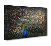 Peacock with Outstretched Feathers Canvas Print | Gallery Wrapped 30mm Frame Wall Art | 30x20 inches | Ready to Hang | Modern Picture | Living Room Bedroom Lounge Office