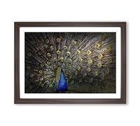Peacock with Outstretched Feathers Framed Print | A2 Walnut Framed Wall Art | Ready to Hang | Modern Animal Picture | Living Room Bedroom Lounge Office