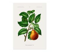 Pear A, J, Wendel Poster, Vintage Botanical Prints, Encyclopedia Retro Fruit Illustration Wall Art Plants, Kitchen Home Decor, A5 (Print Only) - 21x14.8cm