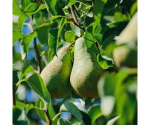 Pear 'Conference' - Popular Dessert Pear with Smooth Juicy Flavour, Great for Eating or Cooking, Late Season Crop - 1X 12 Litre Pot by Thompson and Morgan