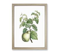 Pear Fruit By Pierre Joseph Redoute Vintage Framed Wall Art Print, Ready to Hang Picture for Living Room Bedroom Home Office Décor, Oak A4 (34 x 25 cm)