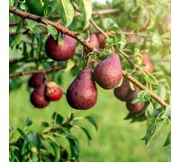 Pear 'Red William' Tree | Red-Skinned Sweet Pear | Partially Self-Fertile | Compact Growth 4.5 Litre Pot x 1 by Thompson & Morgan