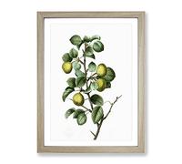 Pear Tree By Pierre Joseph Redoute Vintage Framed Wall Art Print, Ready to Hang Picture for Living Room Bedroom Home Office Décor, Oak A2 (64 x 46 cm)
