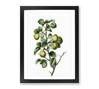 Pear Tree By Pierre Joseph Redoute Vintage Framed Wall Art Print, Ready to Hang Picture for Living Room Bedroom Home Office Décor, Black A2 (64 x 46 cm)