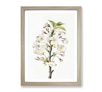 Pear Tree Flowers By Giorgio Gallesio Vintage Framed Wall Art Print, Ready to Hang Picture for Living Room Bedroom Home Office Décor, Oak A4 (34 x 25 cm)