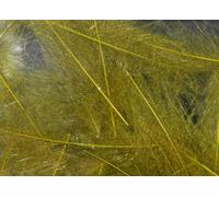 Pechetruite 1g - CDC (Cul de Canard) Feathers - BWO (Blue wing olive) - For fly tying