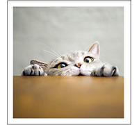 Peekaboo Funny Cat Greetings Card Birthday Card Humorous Card for Cat Lovers - 468414