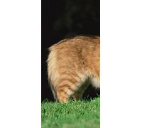 PeelitStickit Big and Small Cats, Animal Wall Murals ID-255, vinyl