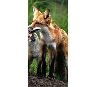 PeelitStickit Two Fox, Animal Wall Murals ID-041, vinyl