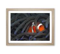 Peeping Clownfish Modern Art Framed Print | A3 Oak Framed Wall Art | Ready to Hang | Modern Nature Picture | Living Room Bedroom Lounge Office