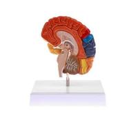 Pegciuho Brain Teaching Ai PVC Structure Model For Morphology Learning With Accurate Touchable Design Suitable For Medical Students Indoor Study, Style F
