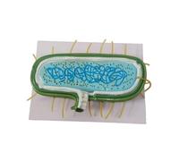 Pegciuho Cell Model Ribosomes Aid Enlarged Model with Representation of The Cell Wall for Students