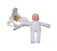 Pegciuho Female Pelvis Model Childbirth Simulation Gynecology Patient Communication Life Size Practical Study Display