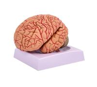 Pegciuho Human Brain PVC Structure Model With Sagittal Section And Cranial Nerves Suitable For School Biology Lessons And Observation