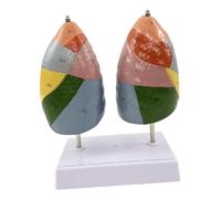 Pegciuho Model of Lung Segments, Color-coded Areas, Natural Size, Teaching Material