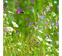 Pegdev 10g Woodland & Heavy Shade Wild Flower Grass Mix Seed for Gardens Pegdev Multicolor