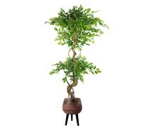 Pegdev 150cm Artificial Japanese Fruticosa Ficus Tree Twisted Trunk Planter in Green Pegdev Green