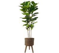 Pegdev 180cm Premium Artificial Fiddle Fig Tree with Woven Effect Planter in Green Pegdev Green