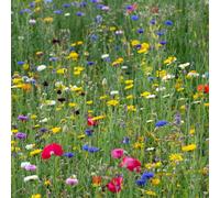 Pegdev 1kg Pro Flora Wild Flower Seed Mix for Biodiversity & Conservation Pegdev Multicolor
